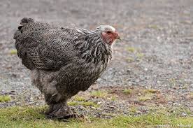 Des Poules Au Jardin 4 Races Faciles A Adopter Poule Elever Des Poules Elevage De Poules