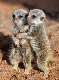 Come visit us for your next family member, hedgehogs make great pets. Zoo Baby Cute Too Cute Animals Novocom Top