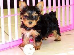 Hide this posting restore restore this posting. Yorkshire Terrier Puppies For Sale In Albany County Georgia Ga 19breeders Alpharetta Mariet Teacup Yorkie Puppy Yorkie Puppy Yorkie Puppies For Adoption
