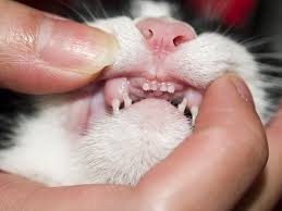 Wenn hundewelpen auf die welt kommen, liegen die milchzähne noch im zahnfleisch versteckt, ab der 3. Zahnwechsel Bei Katzen Ratgeber Milchzahne Symptome Ablauf