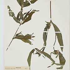 Image result for Aspilia kotschyi