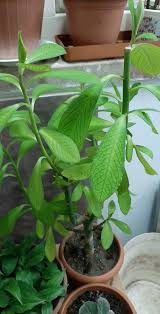 Image result for Euphorbia grantii