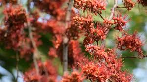 Check spelling or type a new query. Monkey Flower Tree Or Fire Stock Footage Video 100 Royalty Free 1024282241 Shutterstock