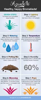 Keep Your Bromeliad Happy With 7 Easy Steps Cheat Sheet Bromeliads Plant Care Plants