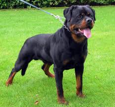 The cost to adopt a rottweiler is around $300 in order to cover. à¤° à¤Ÿà¤µ à¤²à¤° Pure Breed Puppies Rottweiler Puppy Price In Chandigarh