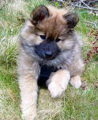 With their breeder, waiting for you! Braxena Eurasiers