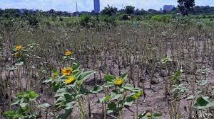 Kenapa diberi nama bunga matahari? Memprihatinkan Taman Bunga Matahari Di Tangerang Kini Botak Akibat Ulah Tangan Jahil Tribun Jakarta