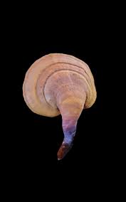 Image result for Ganoderma curtisii