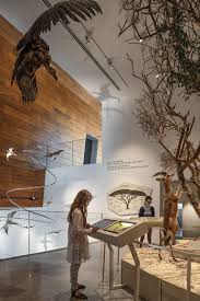 The Steinhardt Museum Of Natural History Opens At Tel Aviv University Nature Museum History Exhibition Museum Exhibition Design
