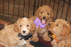 We can ship our puppies to any major us airport making it possible for people from all over the united states to get a true f1 or f1b goldendoodle puppy. F1b Mini Goldendoodles United States Mini Goldendoodle Pawprints