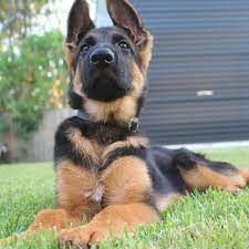 These intelligent canines are known for their jobs as police assistants, search and rescue pups, contraband sniffers, service dogs and more. 16 Cute German Shepherd Dogs Puppies