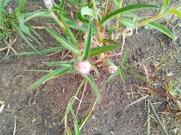 Image result for Savannosiphon euryphyllus