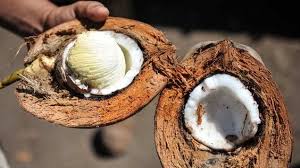 Les Bienfaits Etonnants De L Embryon De Noix De Coco Connu Sous Le Nom De Uto Noix De Coco Coco Alimentation