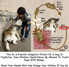 Image result for scabies dogs detail