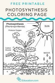 Environmental Science Natural Science Natural Science Science Wallpaper Physics Science Photosynthesis Photosynthesis Worksheet Photosynthesis Activities