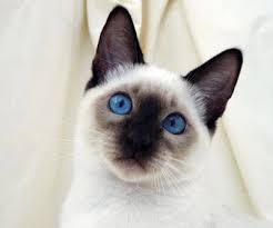 Siyam Cinsi Kedi Ozellikleri Nelerdir Goruntuler Ile Kediler Ve Yavrulari