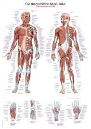 Watch the whole lecture (all 8 videos) by. Chart The Human Muscles 70x100cm Size 70 X 100 Cm Anatomical Charts Erler Zimmer