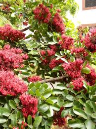 Image result for Schotia brachypetala