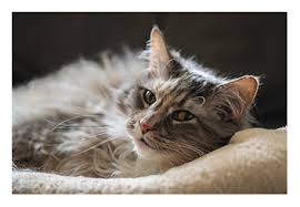 If you are trying cbd for the first time, cbd gummies are a safe, fast and effective way of taki Cbd Doses For Dogs Or Cats All The Best Pet Care