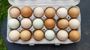 The color eggshell with hexadecimal color code #f0ead6 is a very light shade of yellow. Brown White Green What Eggshell Color Actually Means Youtube