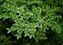Image result for Pilea sublucens