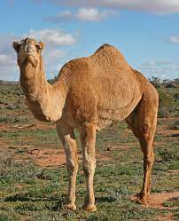 Are you buying the camel in africa, middle east, india or australia. Short Jewish Gal Rent A Camel