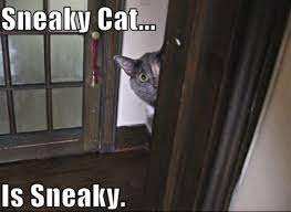 Sneaky Cat Memes