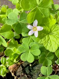 Image result for Oxalis obliquifolia