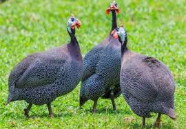 Jual Ayam Mutiara Plangkok Indukan Jantan Di Lapak Laila Dwiana Bukalapak