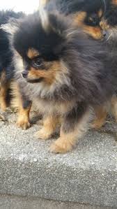 Black And Tan Puggle Black And Tan Pom Cute Dogs And Puppies Chihuahua Puppies Cute Animals