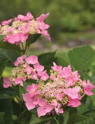 A strong, reliable bloomer with an abundance of intensely colored mophead blooms. Plant Information Four Star Greenhouse
