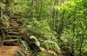 This post may contain affiliate links. Somersby Falls Walking Track Nsw National Parks