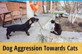 When your dog is aggressive in public, keep plenty of space between him and his triggers. How To Stop Dog Aggression Towards Cats Zooawesome