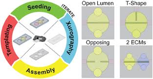 Rapid low-cost assembly of modular microvessel-on-a-chip with benchtop  xurography