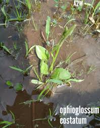 Image result for Ophioglossum costatum