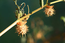 Image result for Datura inoxia