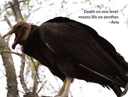 Bird Meaning Of Vulture Bird Meaning Vulture Animal Symbolism