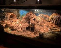 Zoo Med Laboratories Inc 1 In Reptile Products Worldwide Bearded Dragon Terrarium Ideas Leopard Gecko Habitat Reptile Room