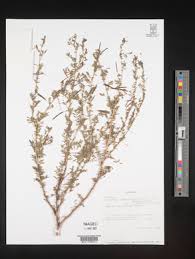 Image result for Indigofera tanganyikensis