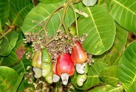 Cashew allergies are triggered by the proteins found Fruit Plants Cashew Nut Seedling Manufacturer From Ahmedabad