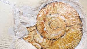 Ammonoid, also called ammonite, any of a group of extinct cephalopods (of the phylum mollusca), forms related to the modern pearly nautilus. Rare Ammonite Death Drag Fossil Discovered Bbc News