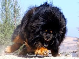 Mastif Tibetan Cel Mai Mare Si Cel Mai Scump Caine Din Lume Expensive Dogs Tibetan Mastiff Dog Most Expensive Dog