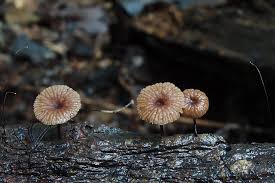 Image result for Marasmius sp.