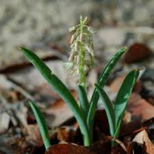 Image result for Ledebouria luteola