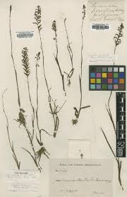 Image result for Satyrium crassicaule