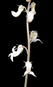 Image result for Cyphia mazoensis