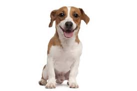 Ab wann kann man rüden kastrieren lassen? Kastration Beim Ruden Hundekastration De