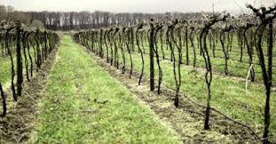 Taierea vitei de vie este esentiala pentru o recolta corespunzatoare. Plantare Vita De Vie Gradina Si Livada Mea