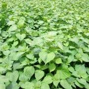 エゴマの栽培 種まきでの育て方や発芽日数は 苗植えの方法は Horti ホルティ By Greensnap