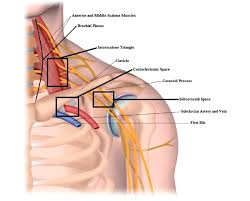 Thoracic Outlet And Relevant Anatomy Download Scientific Diagram